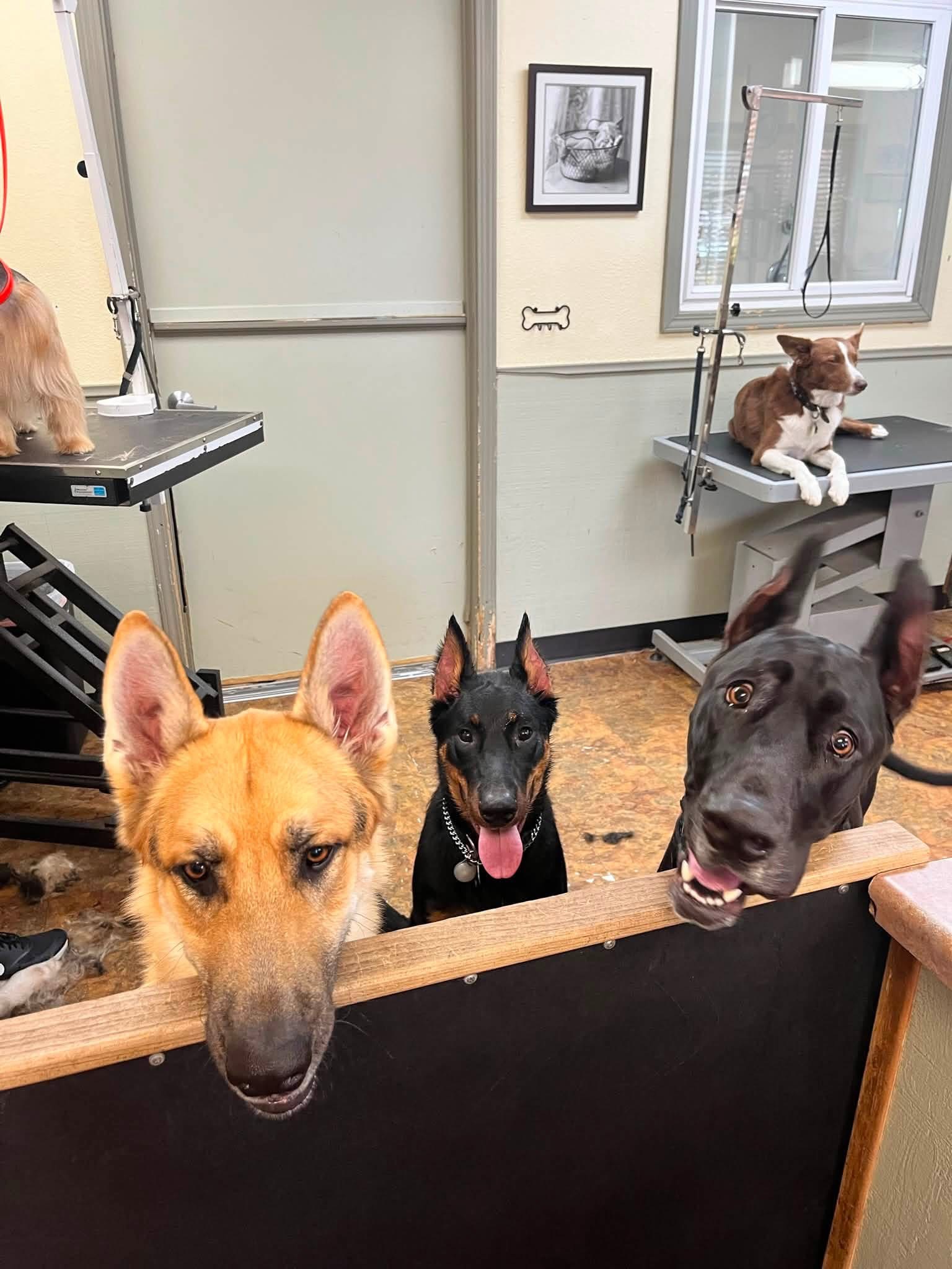 Dogs waiting together inside the grooming shop