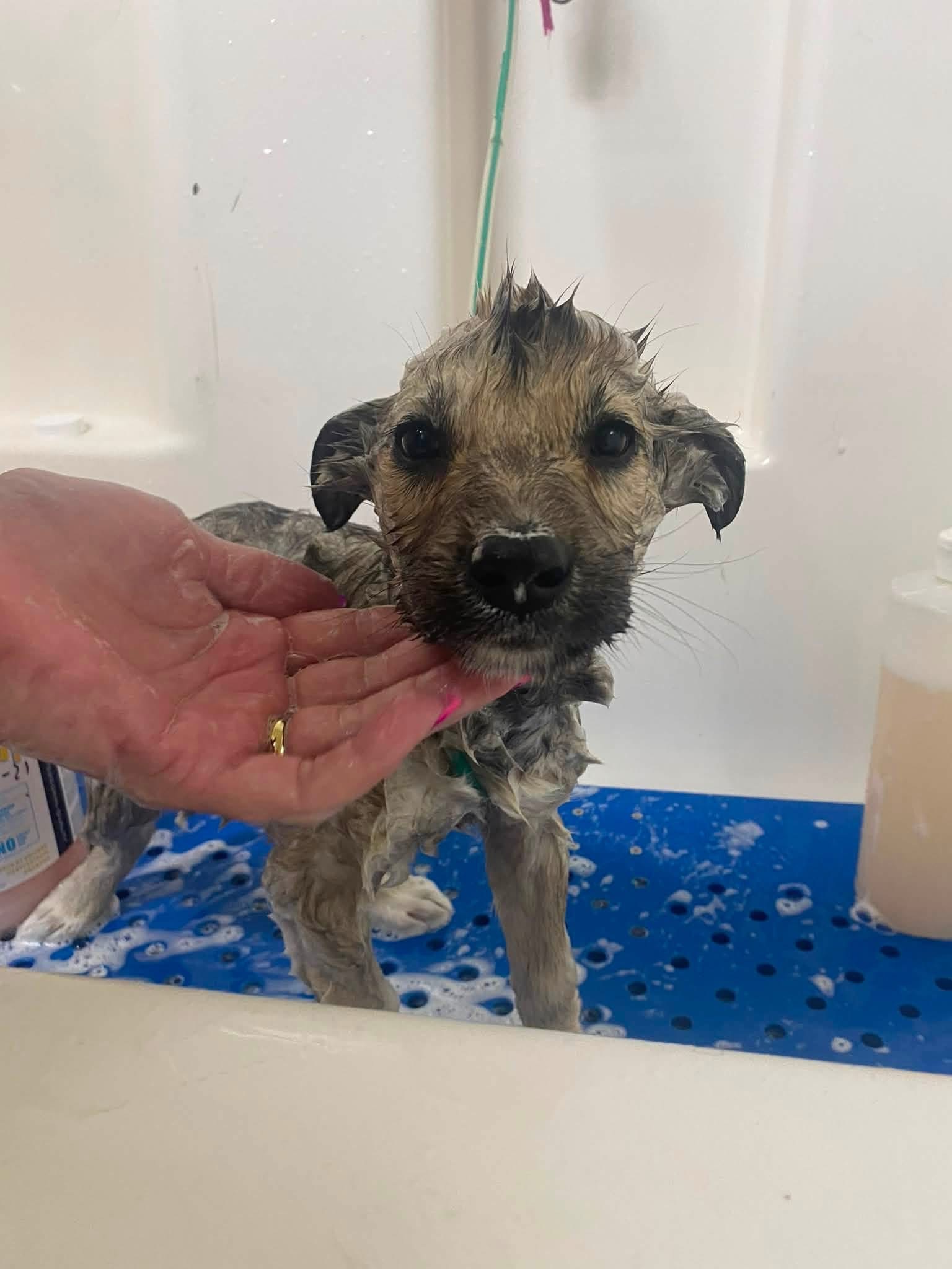 Small dog getting a bath with shampoo
